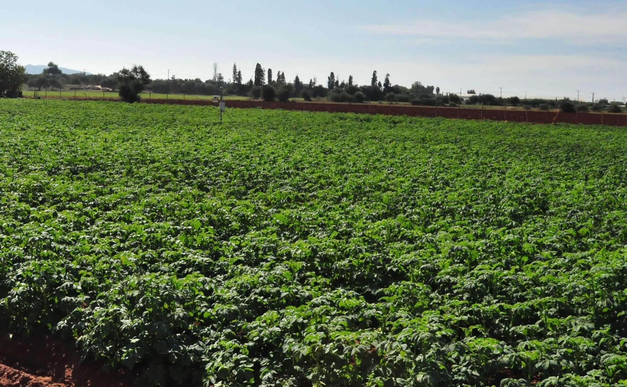 potato field